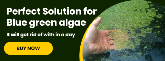 blue-green-algae-issue-pond-solution